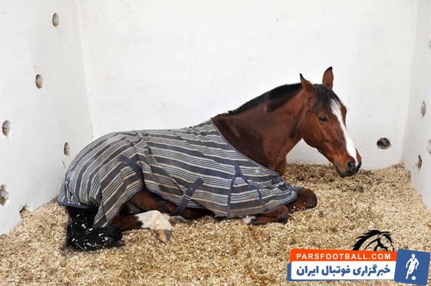 راهنمای خرید و انتخاب جل زمستانه اسب