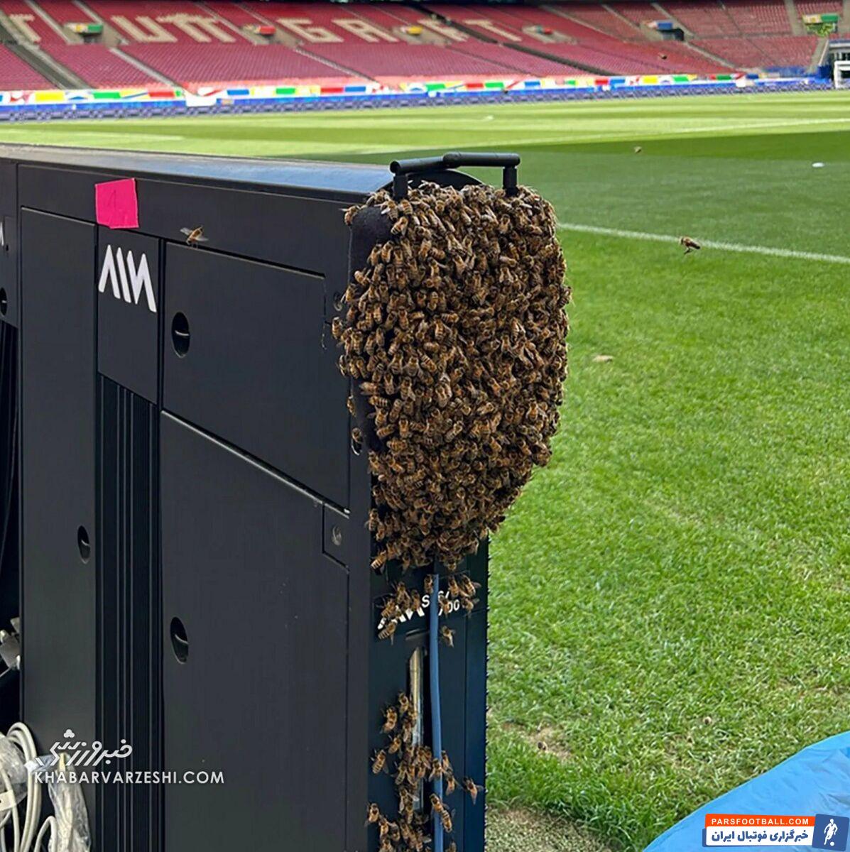 حمله پشه‌ها به میزبان یورو!/ نویر به پشه‌بند متوصل شد! +عکس