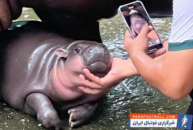 بچه اسب آبی کوتوله بنام Moo Deng تبدیل به اسطوره شد