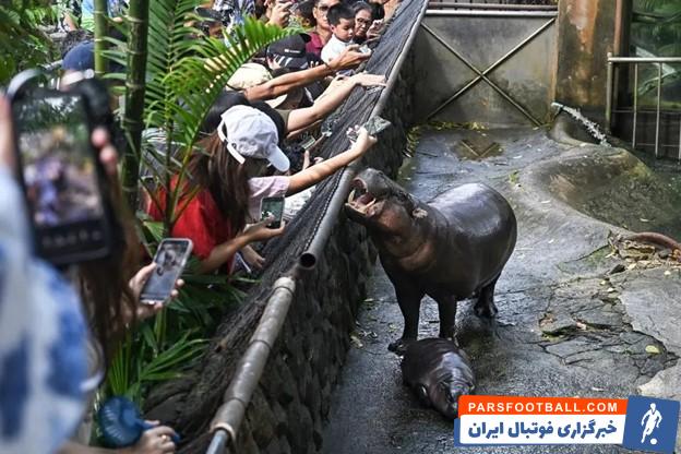 بچه اسب آبی کوتوله بنام Moo Deng تبدیل به اسطوره شد