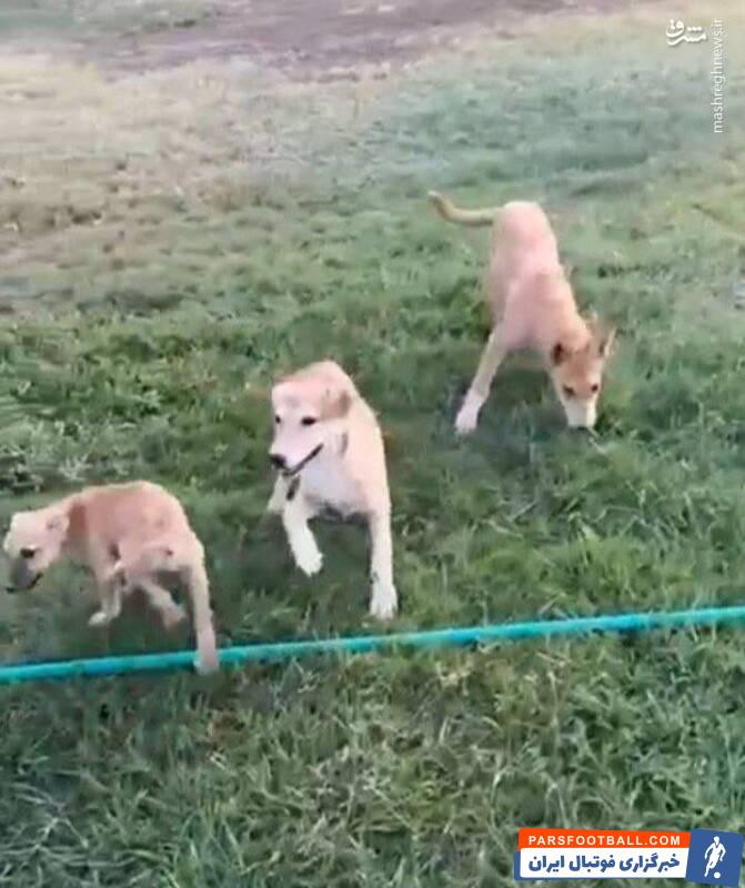 حمله سگ‌های ولگرد به تمرین تیم لیگ برتری +عکس