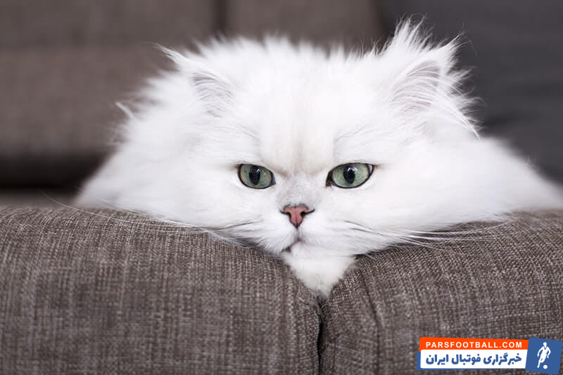 تاریخچه نژاد گربه پرشین