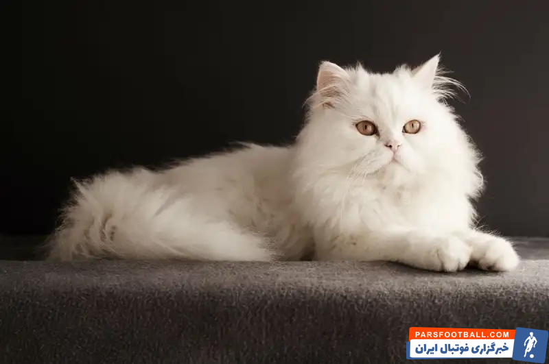 تاریخچه نژاد گربه پرشین