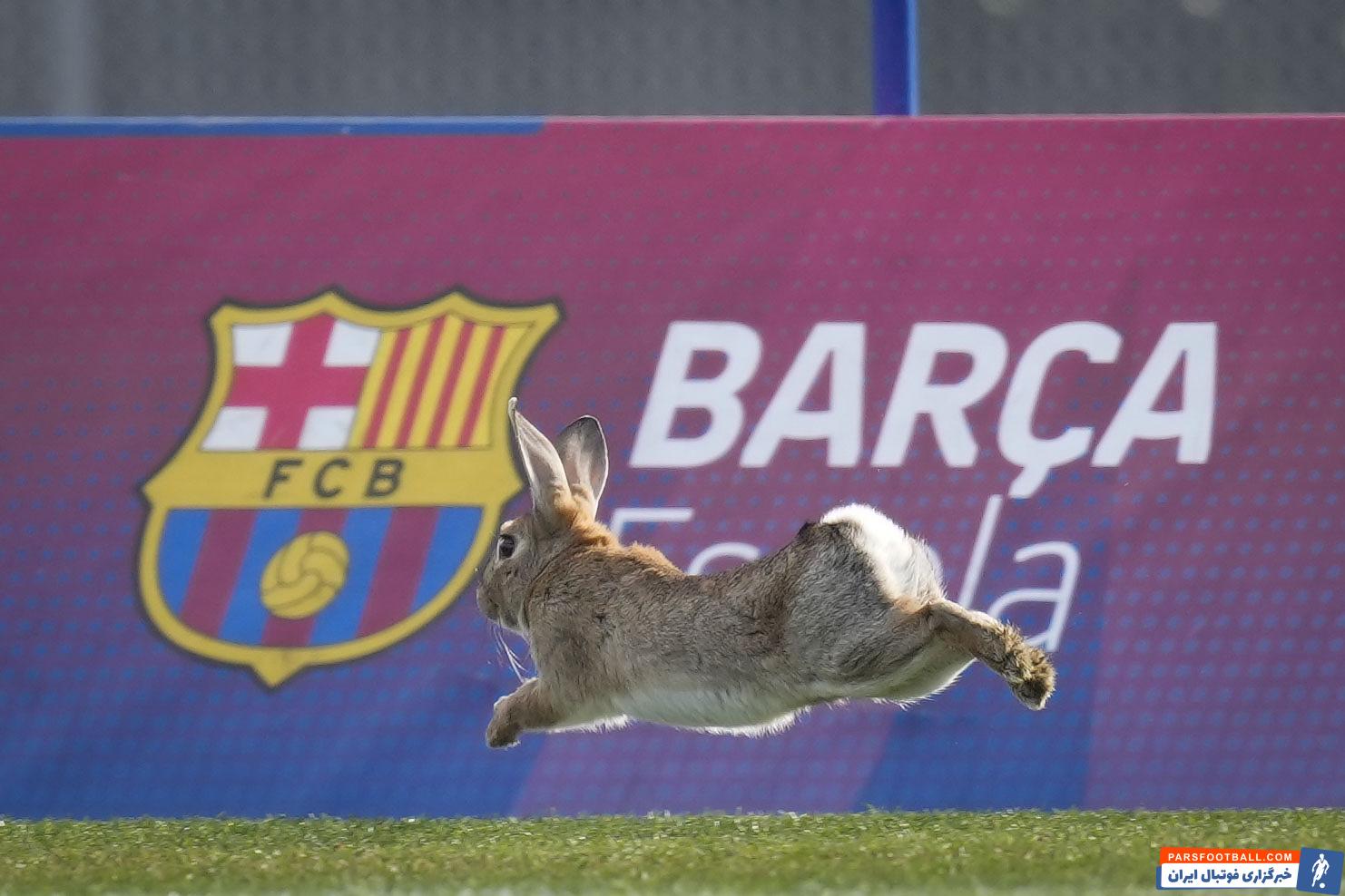 بارسلونا ؛ ورود یک خرگوش به زمین تمرین بارسلونا 