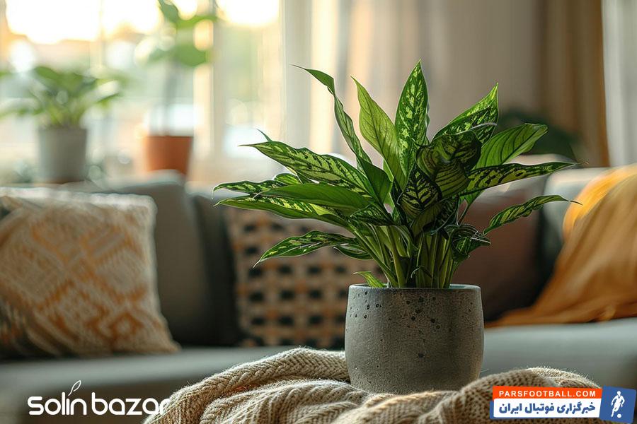 خرید آنلاین گل و گیاه آپارتمانی از گلفروشی آنلاین سولین بازار