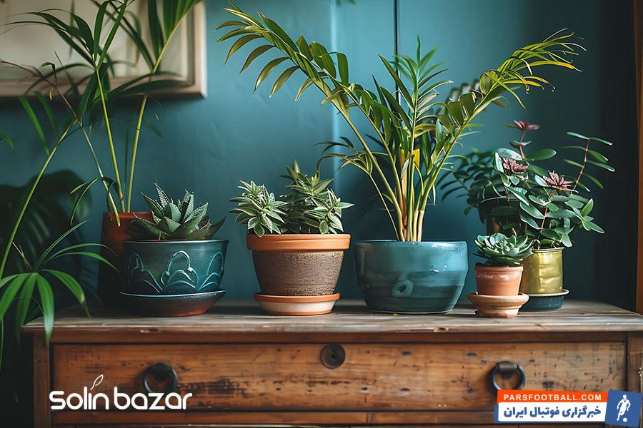 نحوه نگهداری از گل و گیاه آپارتمانی در سولینت