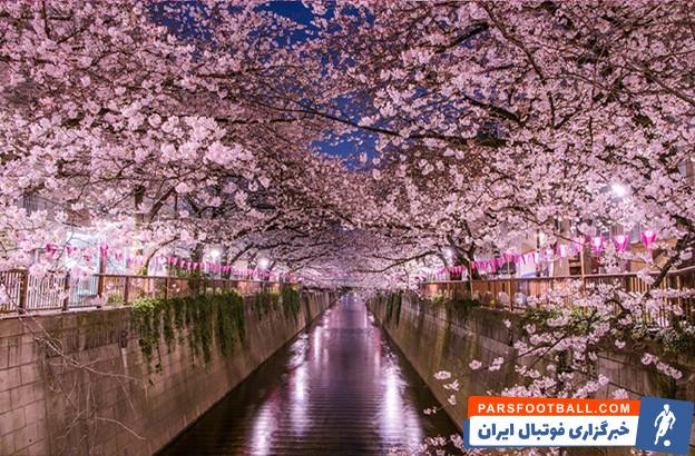تور شکوفههای گیلاس (هانامی): سفر بهاری بینظیر در ژاپن