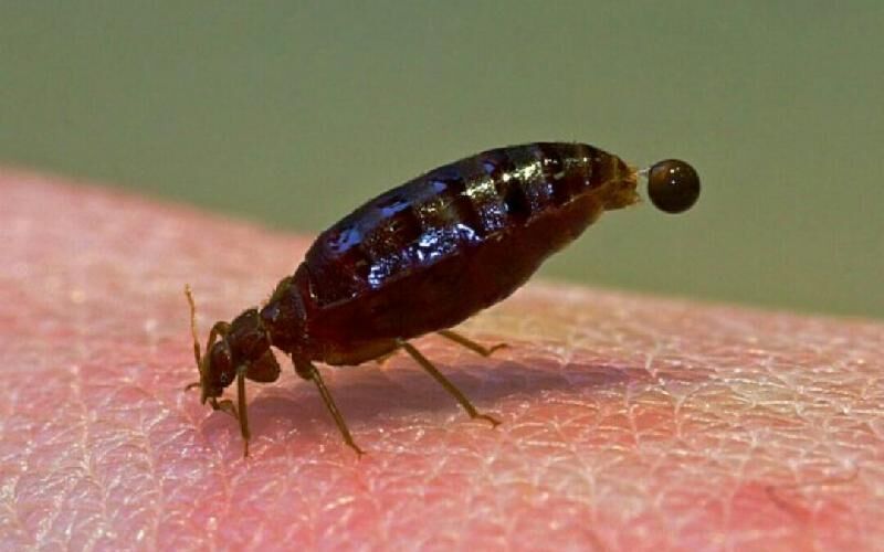 دستگاه دور کننده حشرات