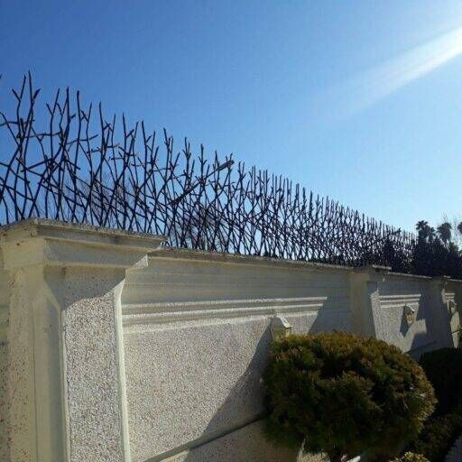 398435 شاخ گوزنی