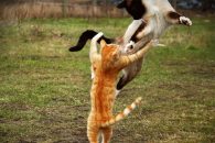 کلیپ اجرای فن سالتو بارانداز توسط گربه کشتی گیر با گزارش هادی عامل پربازدید شد