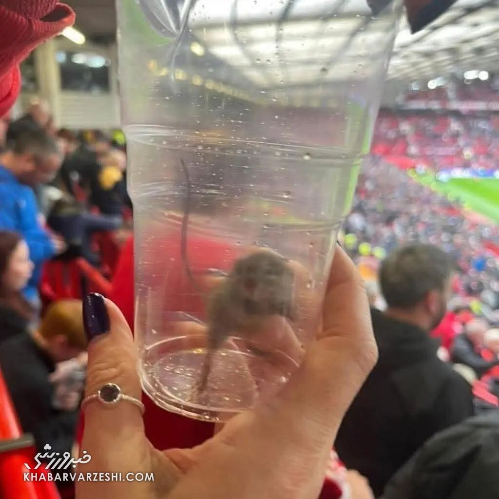 موش زنده در تئاتر رویاها شکار شد!/ شوکه شدن کاربران شبکه‌های اجتماعی با تصویر عجیب در اولدترافورد +عکس