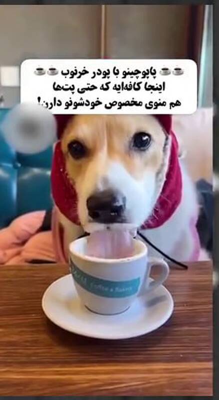 4539441 وقتی پتها از صاحبشان لاکچریتر زندگی میکنند!