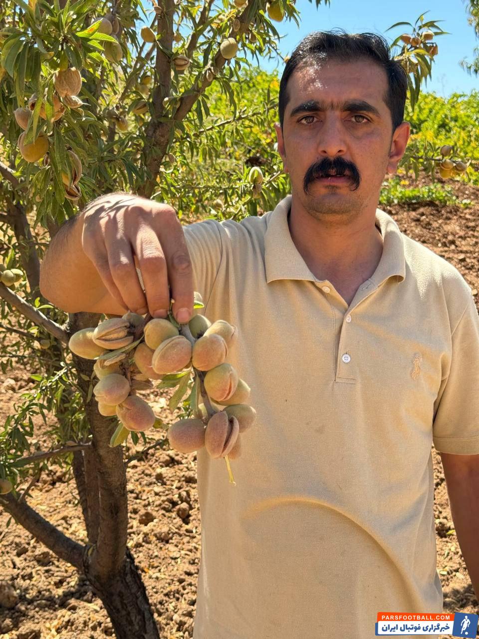 نهال بادام ایتالیایی فقط 35 هزار تومان مقاوم در برابر کم آبی و خشکسالی و سرما، رقمی دیرگل!