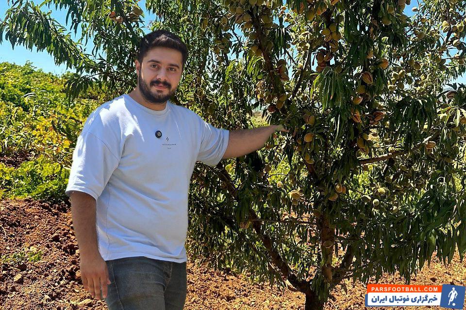 خرید نهال بادام: سودآوری تضمینی در کشاورزی با انتخاب درست نهال‌ها