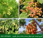 فرصت ویژه خرید نهال پسته پیوندی + گردو و بادام دیرگل صادراتی با ارسال یکروزه