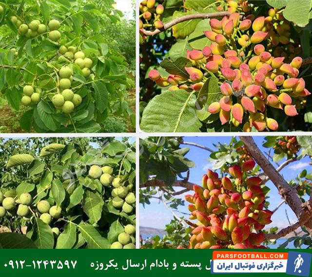 فرصت ویژه خرید نهال پسته پیوندی + گردو و بادام دیرگل صادراتی با ارسال یکروزه