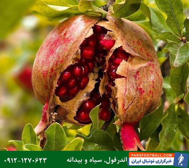 فروش ویژه نهال انار با تضمین اصالت و باردهی و ارسال یکروزه به سراسر ایران