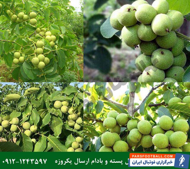 فرصت ویژه خرید نهال پسته پیوندی + گردو و بادام دیرگل صادراتی با ارسال یکروزه