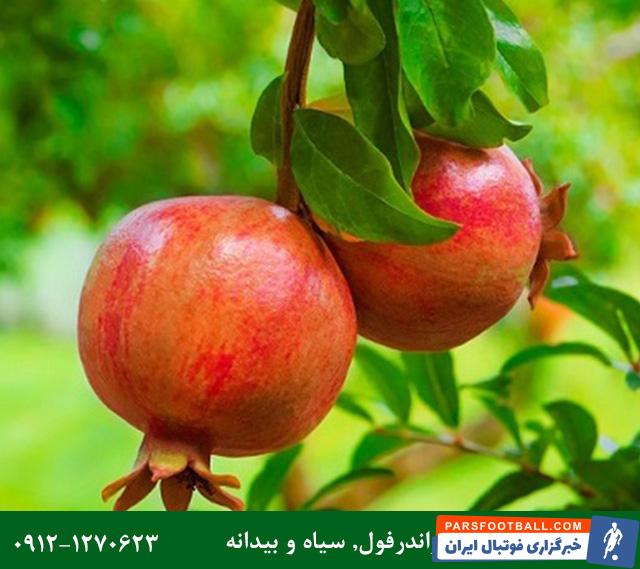 فروش ویژه نهال انار با تضمین اصالت و باردهی و ارسال یکروزه به سراسر ایران