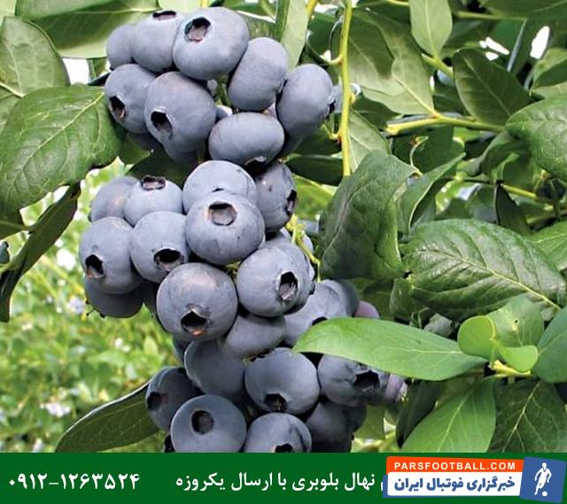 فروش مستقیم 14 رقم نهال بلوبری اصلاح شده با ارسال یکروزه