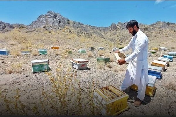 6114432 عسل بلوچستان؛ گنجینه ارگانیک و قطب نوین اشتغالزایی در جنوب کشور