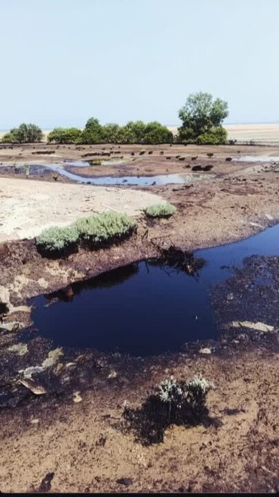 6129798 ورود لکههای نفتی به محدوده جنگلهای حرا در روستای نقاشه شهرستان قشم