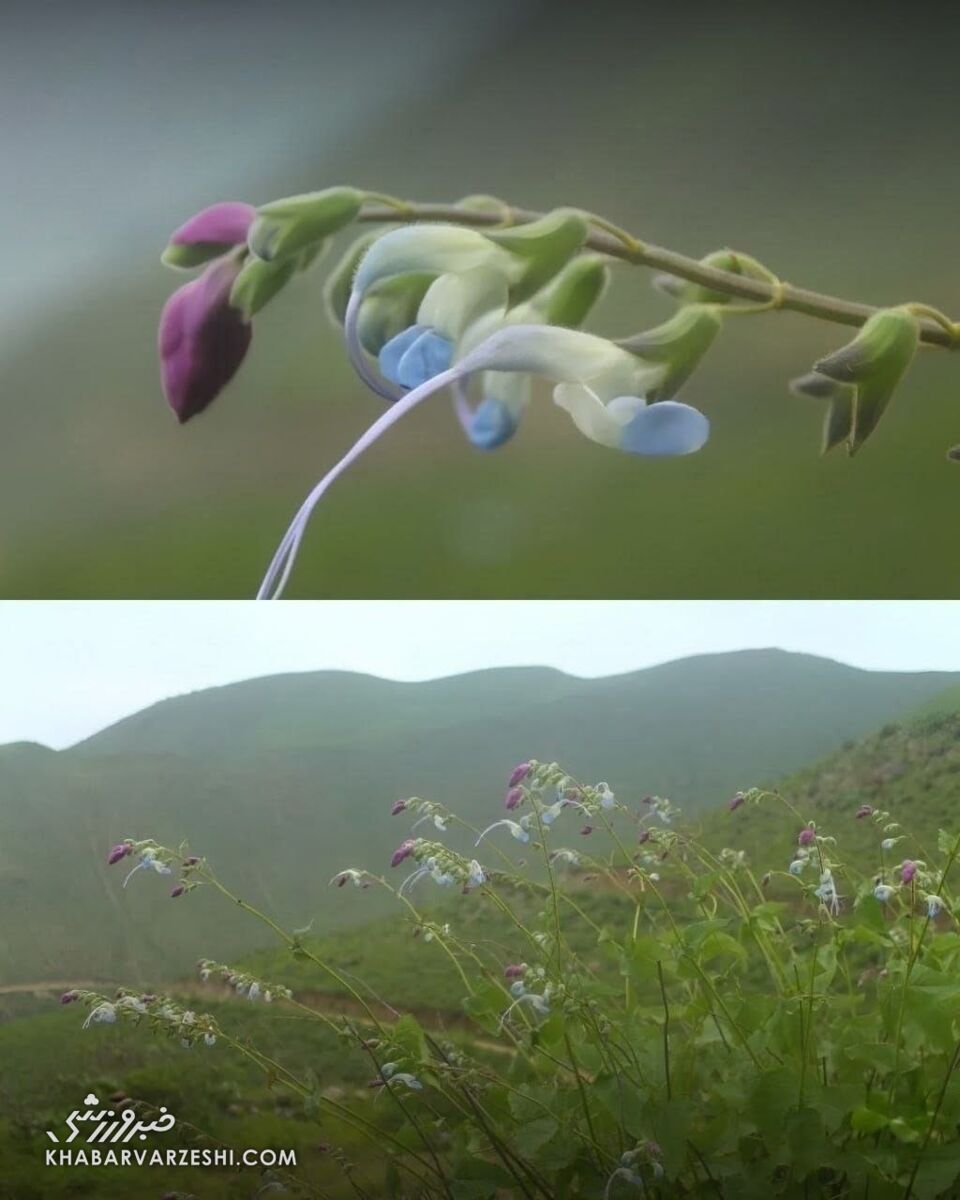 گیاه مسی