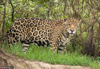 جگوار آمازونی