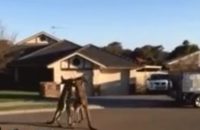 مسابقات بوکس