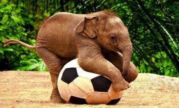 فیل فوتبالیست