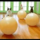 ورزش ایروبیک گربه ها