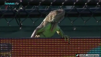 اختلال در بازی تنیس تامی هاس در میامی به خاطر ایگوانای