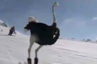 کلیپی جالب و پربازدید از اسکی بازی شتر مرغ ها روی برف