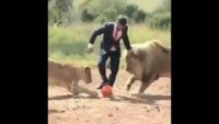 کلیپی جالب از مسابقه ی فوتبال بین یک مرد و دسته ی شیر ها