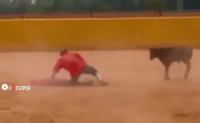 کلیپی جالب از گاوبازی با یک گاو نفهم
