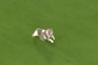 ورود یک گربه به زمین مسابقه در بازی الهلال و العین در لیگ قهرمانان آسیا