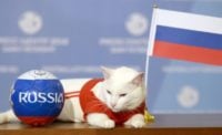 جام جهانی ؛ پیش بینی گربه پیشگو از برنده دیدار روسیه برابر عربستان در دیدار افتتاحیه