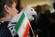 جام جهانی ؛ برد تیم ملی ایران برابر مراکش در جام جهانی ; پیشگویی جدید آشیل گربه معروف
