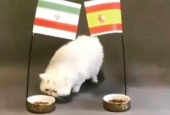 جام جهانی ؛ پیش بینی گربه های پیشگو از نتیحه دیدار تیم ملی ایران و اسپانیا در جام جهانی