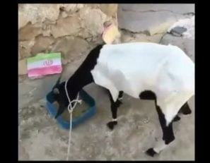 پيش بيني بازي ايران اسپانيا اينبار ترسط بز پیشگو در جام جهانی