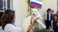 گربه ی پیشگوی جام جهانی