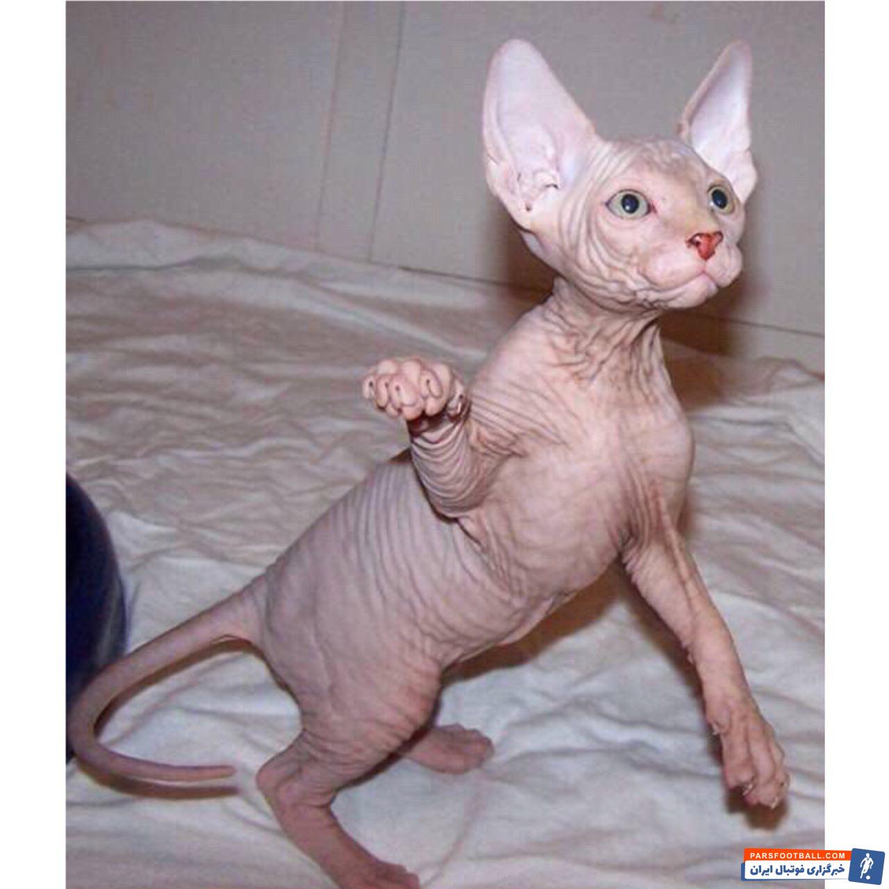 همسر کریستیانو رونالدو اخیرا مطلبی در شبکه اجتماعی منتشر کرده است و تصویری از گربه خانگی کریستیانو رونالدو ، بازیکن یوونتوس منتشر کرده است.