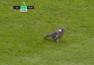 ورود کبوتر به زمین بازی در جریان دیدار لسترسیتی - منچستریونایتد