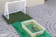 یک ماهی فوتبالیست رقیب سرسخت رونالدو