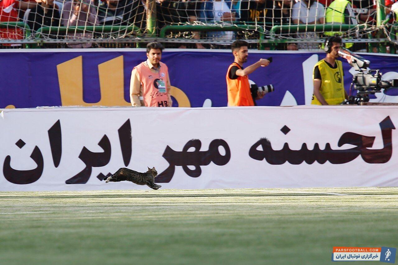 در بازی پرسپولیس و ذوب آهن یکی از همین گربه ها بی توجه به همه اتفاقات درون زمین و روی سکوها ، هوس کرد که به سمت مخالف ورزشگاه برود.