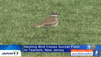 تعطیلی زمین تمرین فوتبال به دلیل تخم گذاری یک پرنده