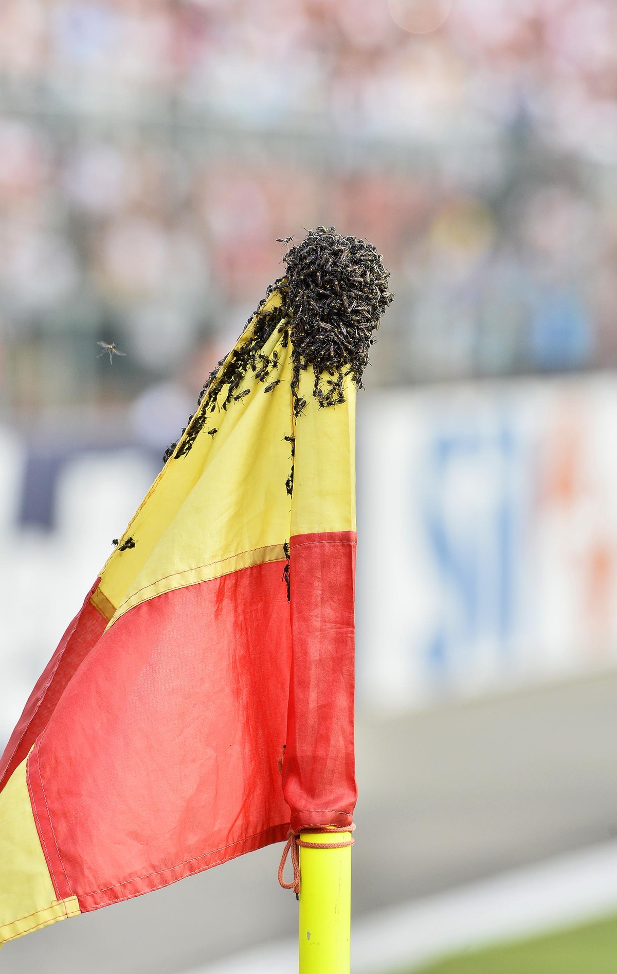 سائوپائولو