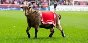 بز باشگاه کلن