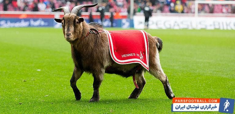 بز باشگاه کلن