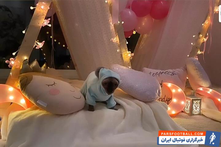 کریستیانو رونالدو به همراه نامزدش یک گربه از نژادی خاص دارد. به نظر میرسد که این گربه هم در خانه رونالدو زندگی لاکچریواری را تجربه میکند!